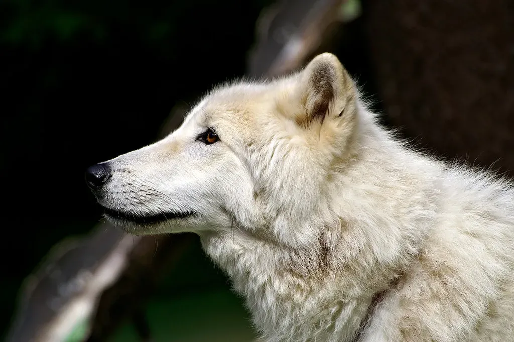 Never Allow Your Dog To Roam Freely In Wolf Territory (Image Credits: Flickr)