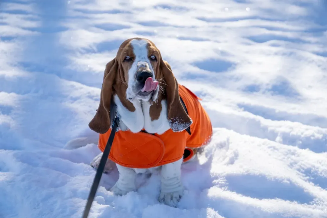 Does Your Dog Actually Need a Coat (Image Credits: Unsplash)