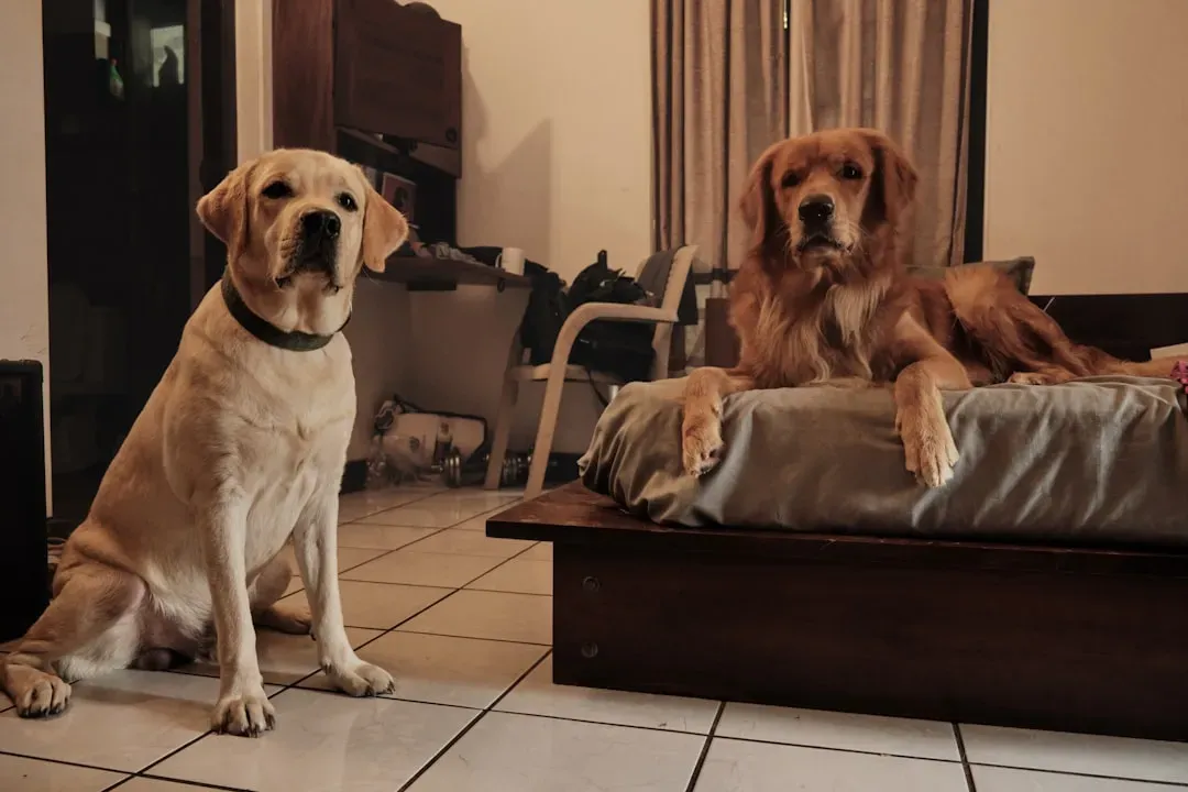 The Power of Consistency: Why Your Dog Needs Clear, Steady Rules (Image Credits: Unsplash)