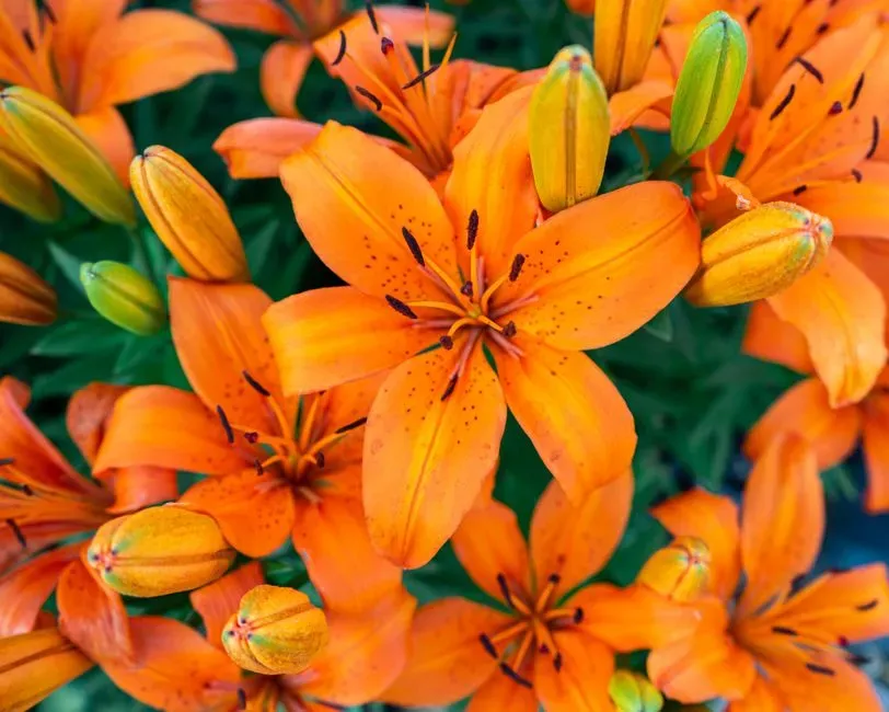 6. Lilies: Not Just a Cat Problem (Image Credits: Pexels)