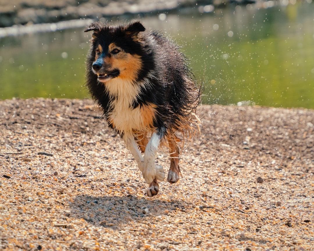 Capricorn: The Ambitious Achiever Climbs with the Border Collie (Image Credits: Unsplash)