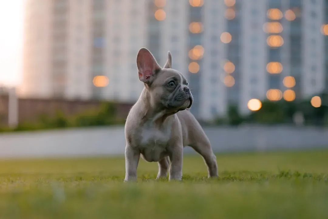 French Bulldog (Image Credits: Unsplash)