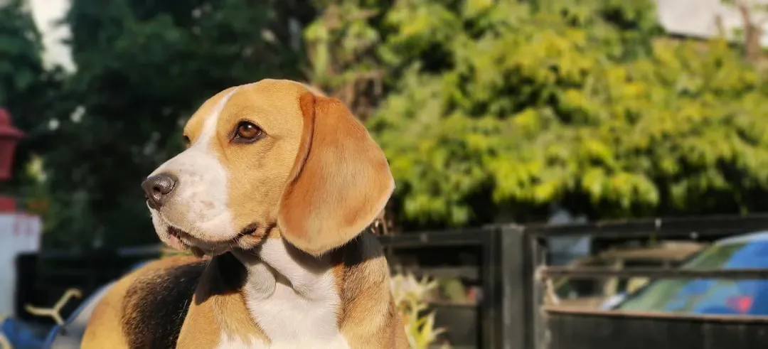 Beagle (Image Credits: Unsplash)
