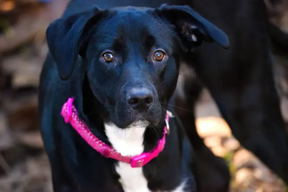 13. Keeping A Piece Of Them (Paw Prints, Fur, Collars) Helps More Than You Expect (Image Credits: Pexels)