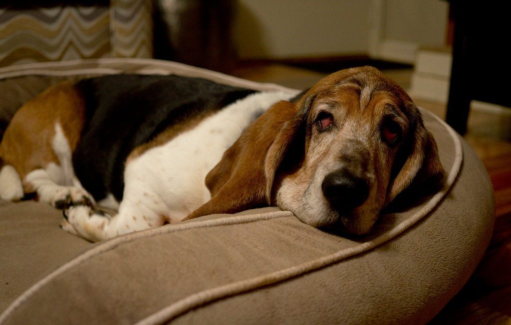 The Basset Hound: Low to the Ground, Low on Energy (Image Credits: Flickr)