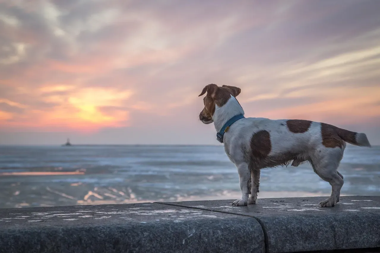 Rhode Island: A Tough Spot for Dog Owners (Image Credits: Pixabay)