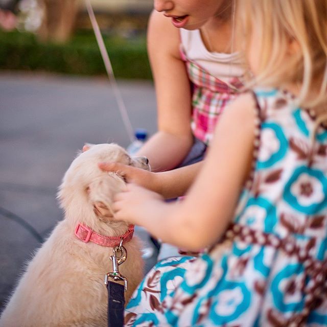 Golden Retriever: The Ultimate Kid Companion (Image Credits: Flickr)