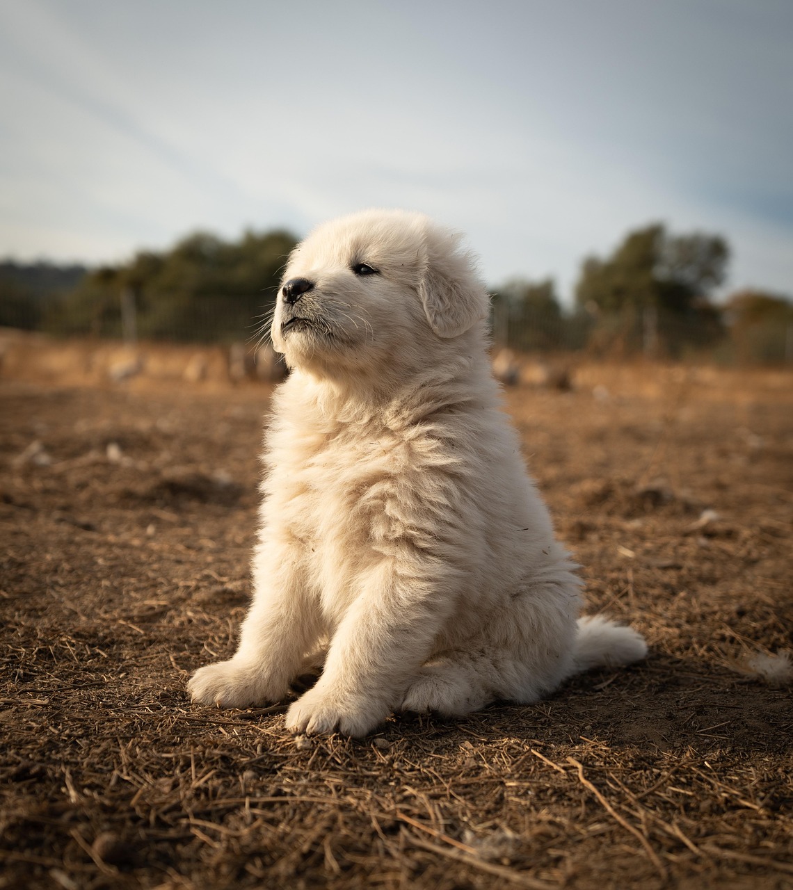 Great Pyrenees: The Mountain Guardian (Image Credits: Pixabay)