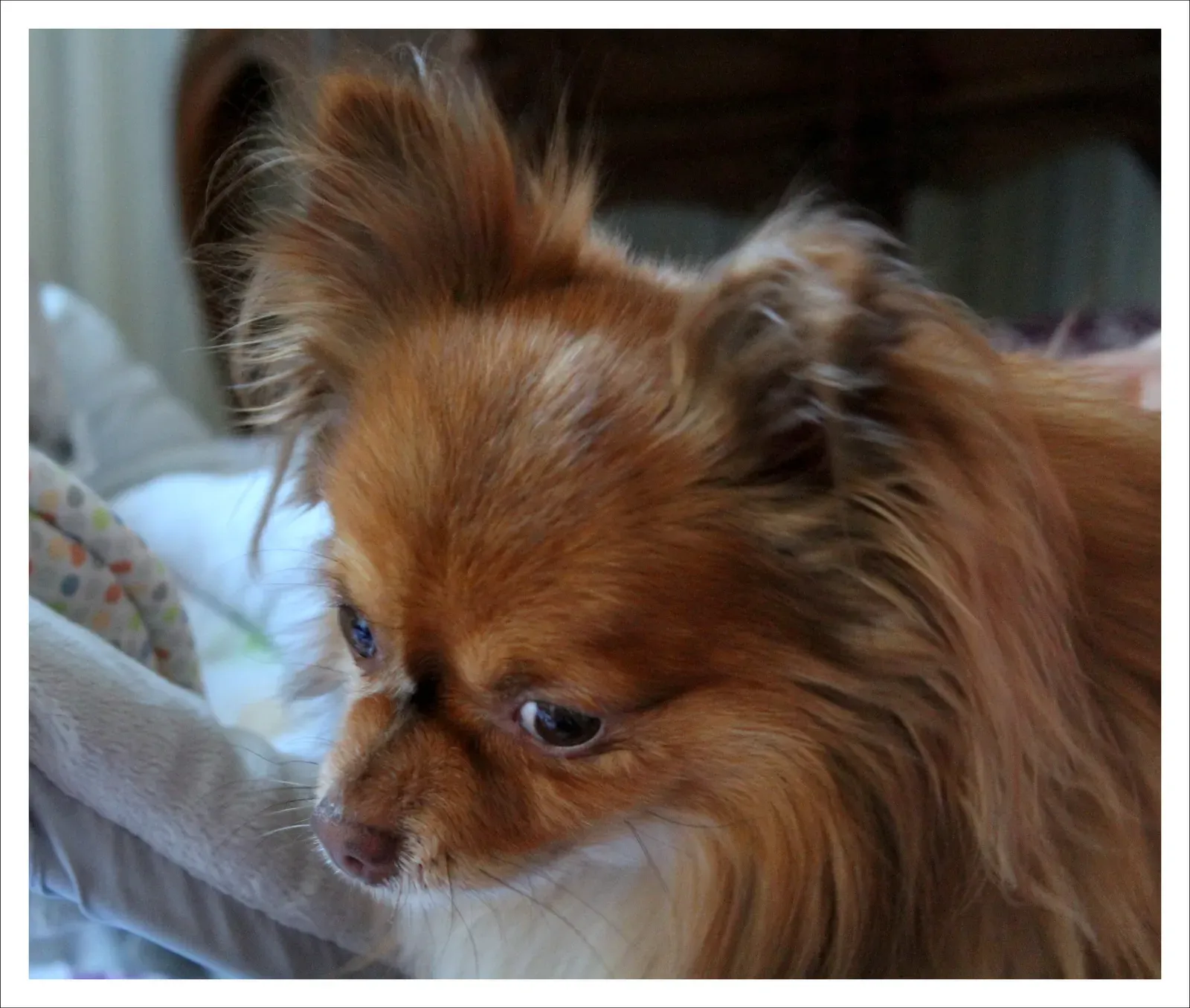 Chihuahua: Devoted Guard of the Home Base (Caramel "Ne me parlez plus du bébé ! " ("Don't speak me about THE baby !", CC0)