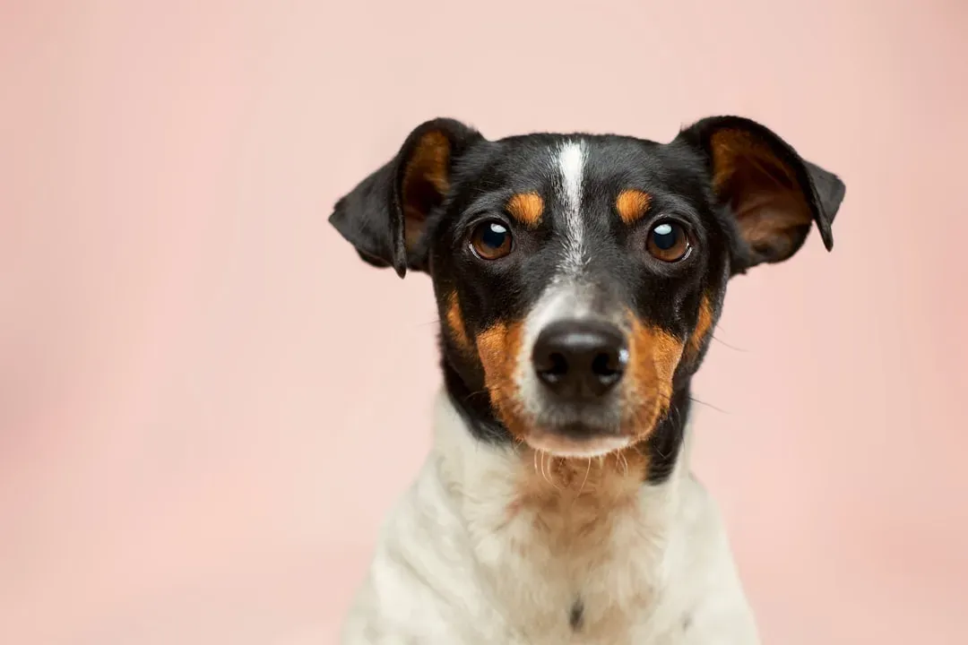 Trust, History, and Personality: Not All Dogs Decide the Same Way (Image Credits: Unsplash)