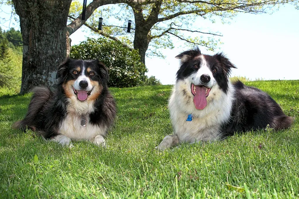 Understanding Your Dog's Individual Needs (Image Credits: Flickr)