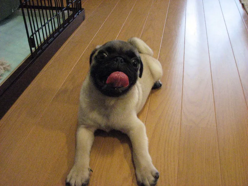 5. Pug: The Apartment Clown You Didn't Know You Needed (Image Credits: Flickr)