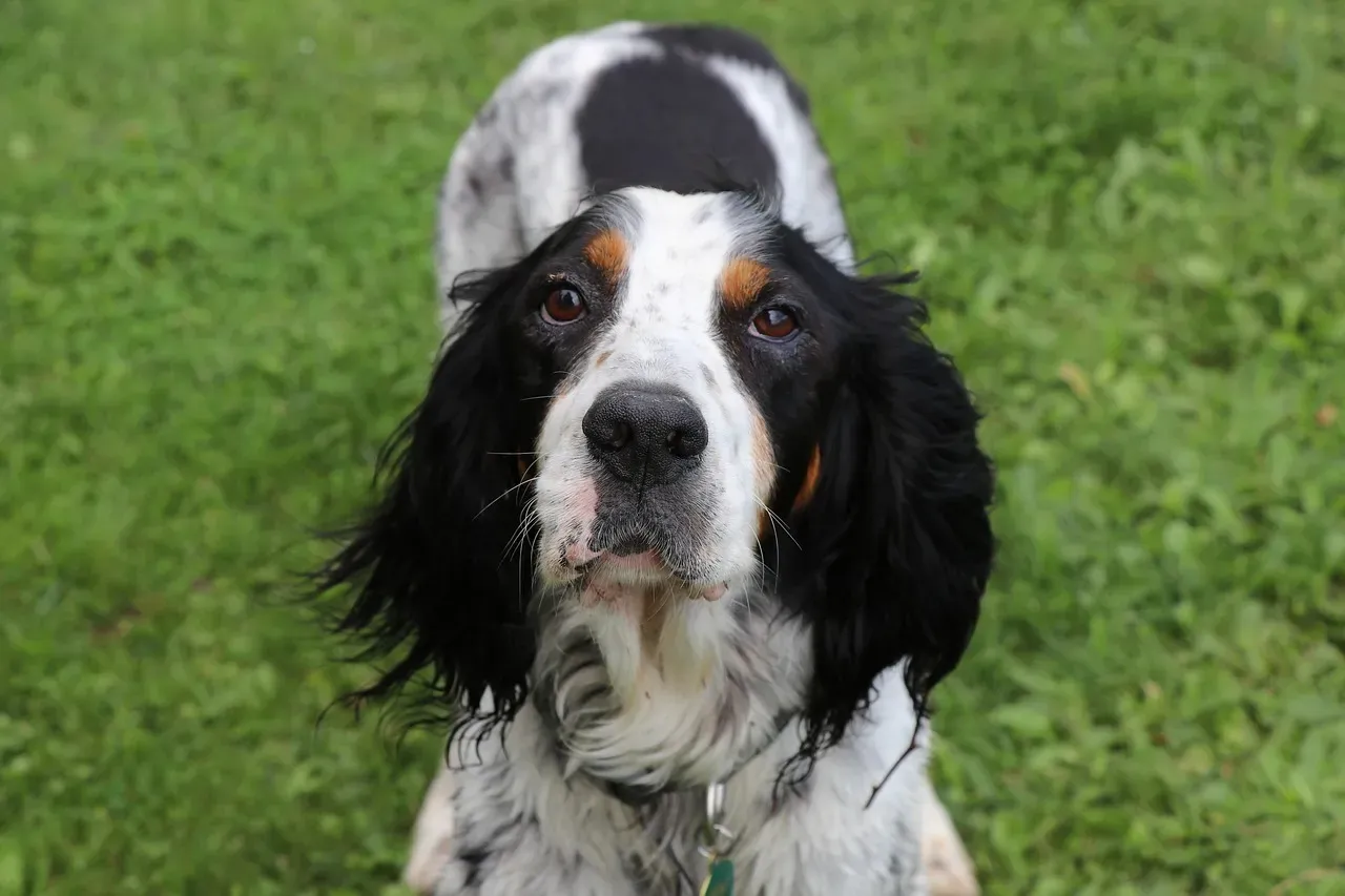 English Setter (Image Credits: Pixabay)