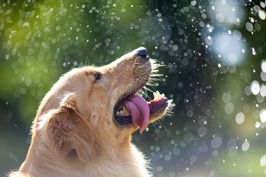 8. Excessive Drooling or Panting (Image Credits: Unsplash)