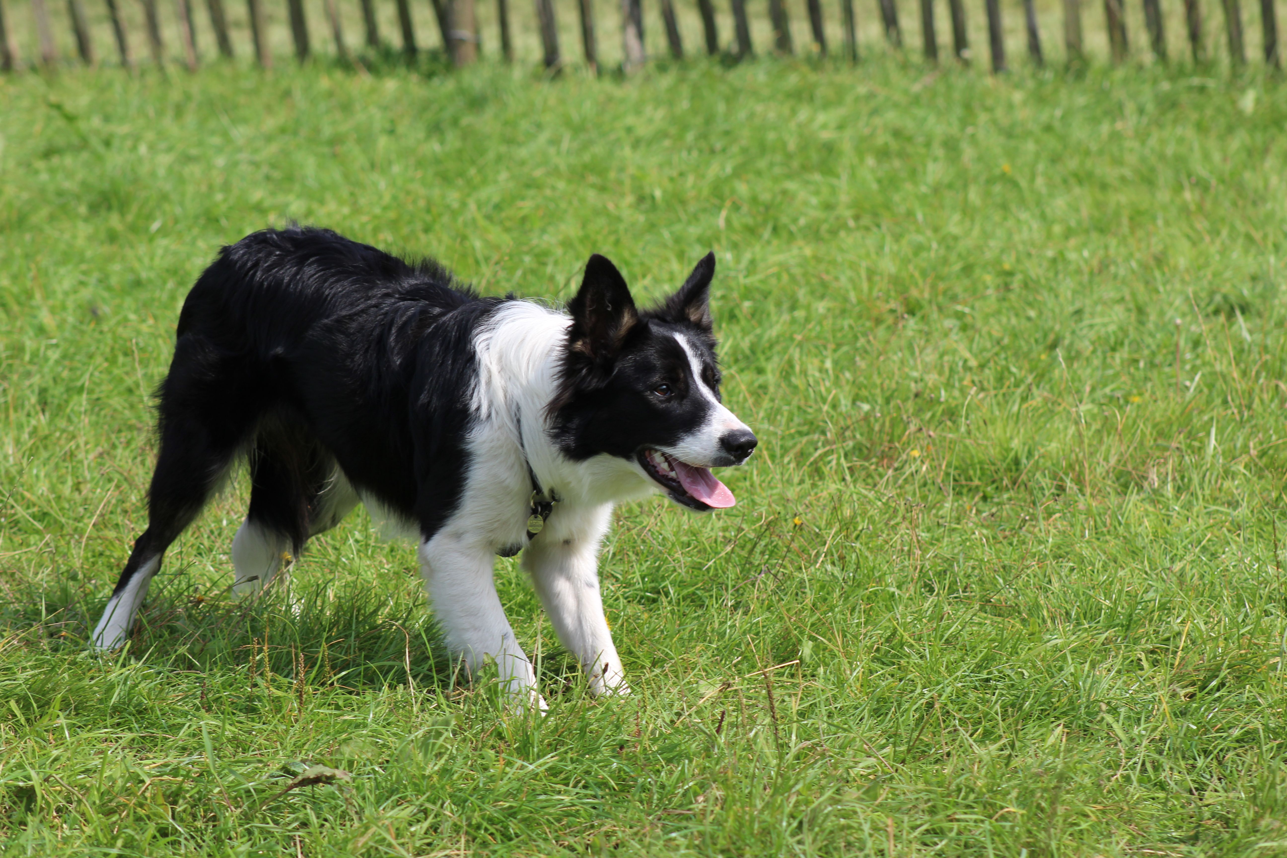 Border Collie: The Workaholic Wonder (Image Credits: Wikimedia)