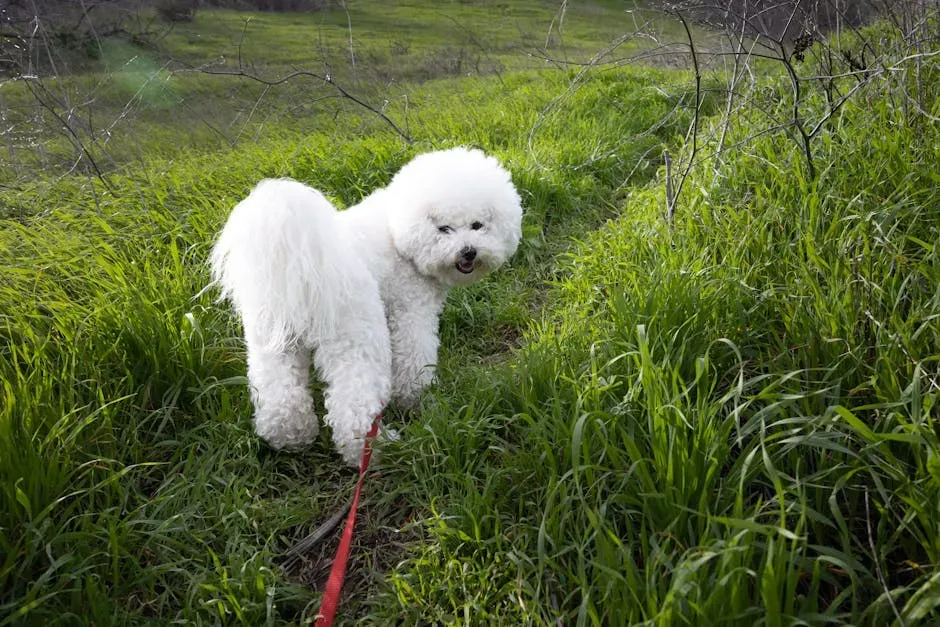 6. Bichon Frisé - The Fluffy Cloud of Pure Cheerfulness (Image Credits: Pexels)