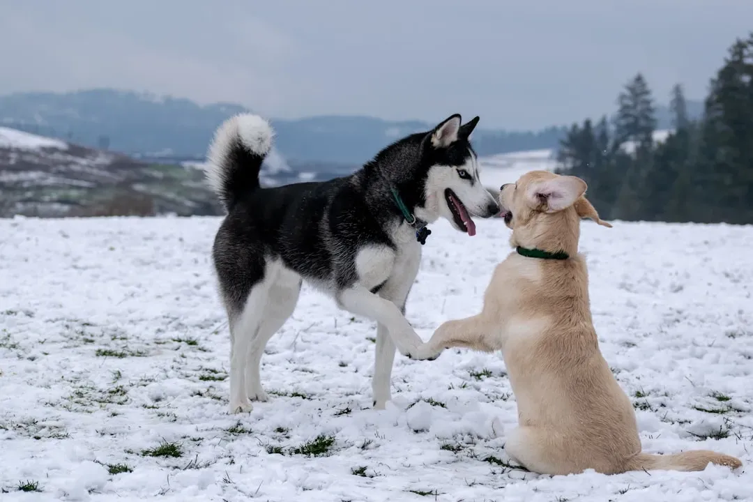 Dog-to-Dog Greetings: How Turning Away Helps Prevent Fights (Image Credits: Unsplash)