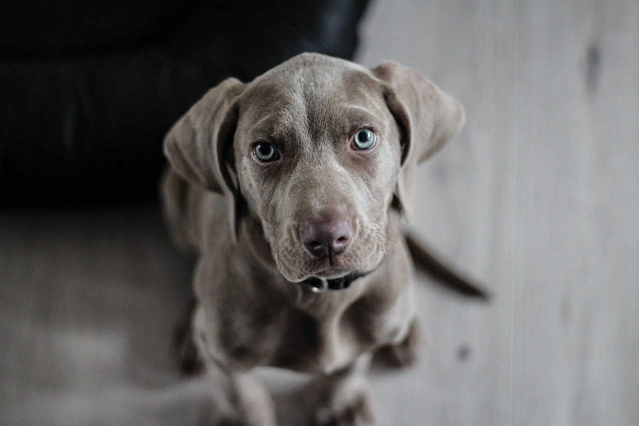 Weimaraner (Image Credits: Pixabay)