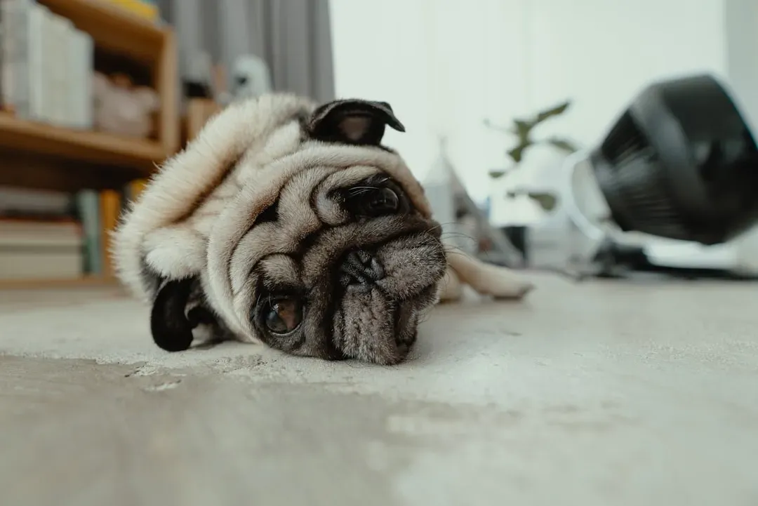 5. Pug – Cute Snorts, Serious Heat Sensitivity (Image Credits: Unsplash)