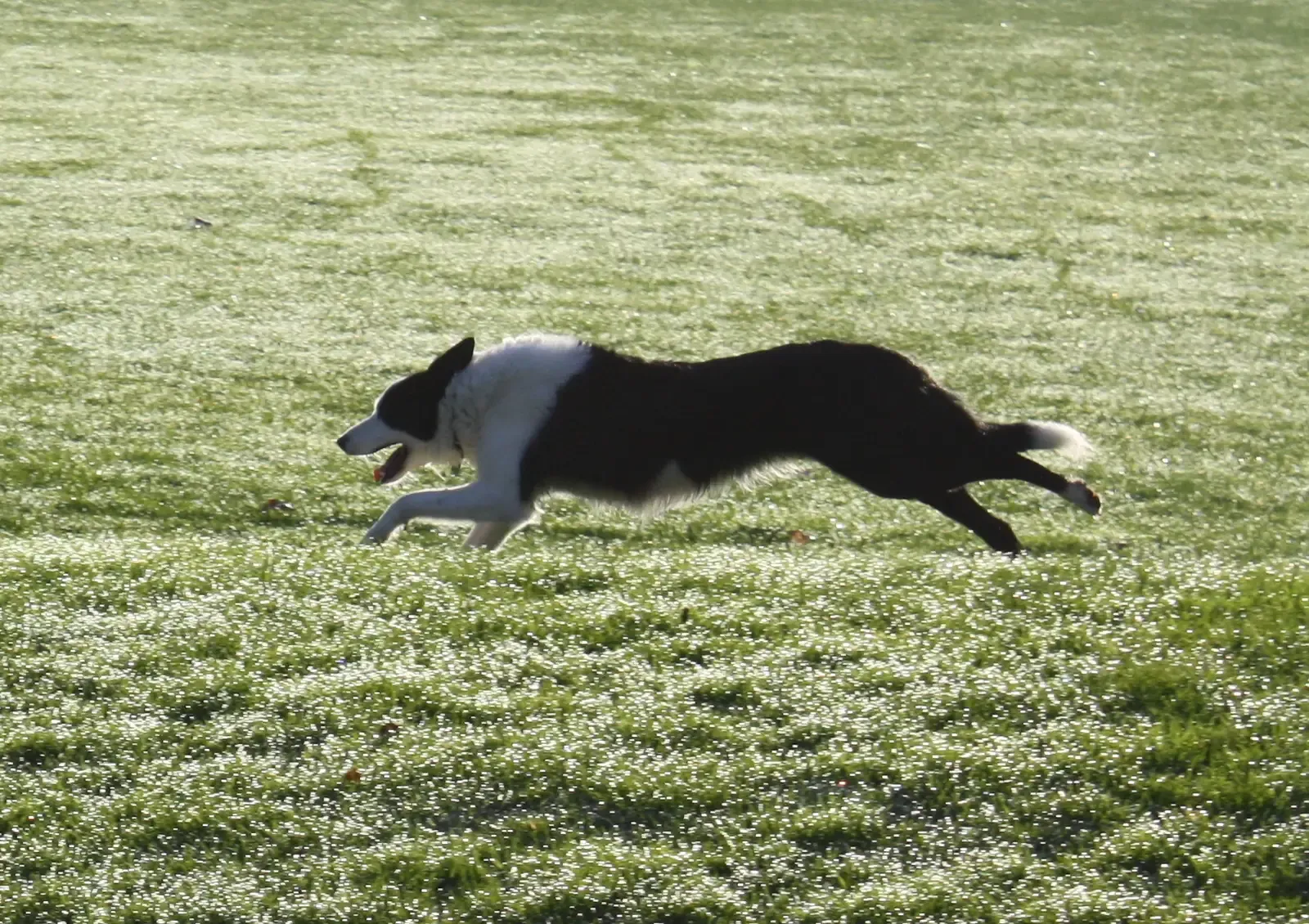 1. Border Collie: The Genius Who Never Clocks Out (By MatthewJS, CC BY-SA 3.0)