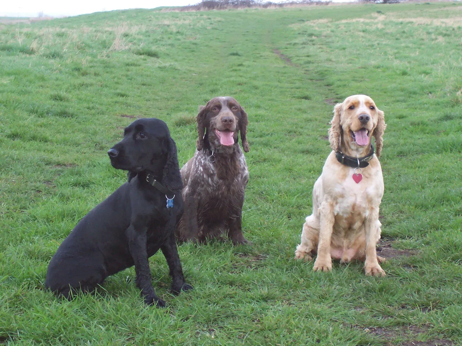6. Cocker Spaniels (Image Credits: Wikimedia)
