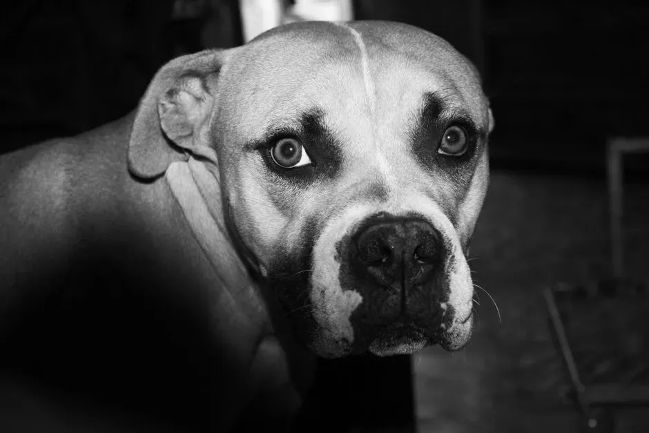 How Scientists Test Whether Dogs Recognize Human Emotions (Image Credits: Pexels)