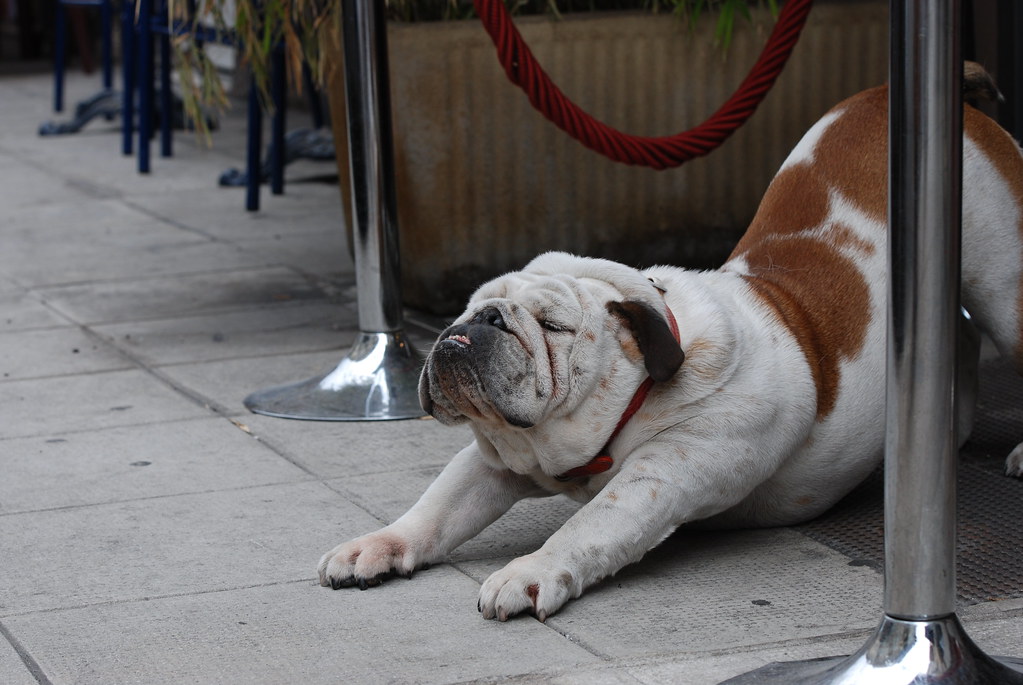 Bulldog: The Lovable Couch Potato (Image Credits: Flickr)