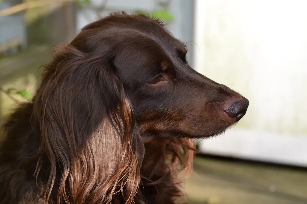 The Shadow Side: Sensitivity That Can Overwhelm (Tobyotter, Flickr, CC BY 2.0)