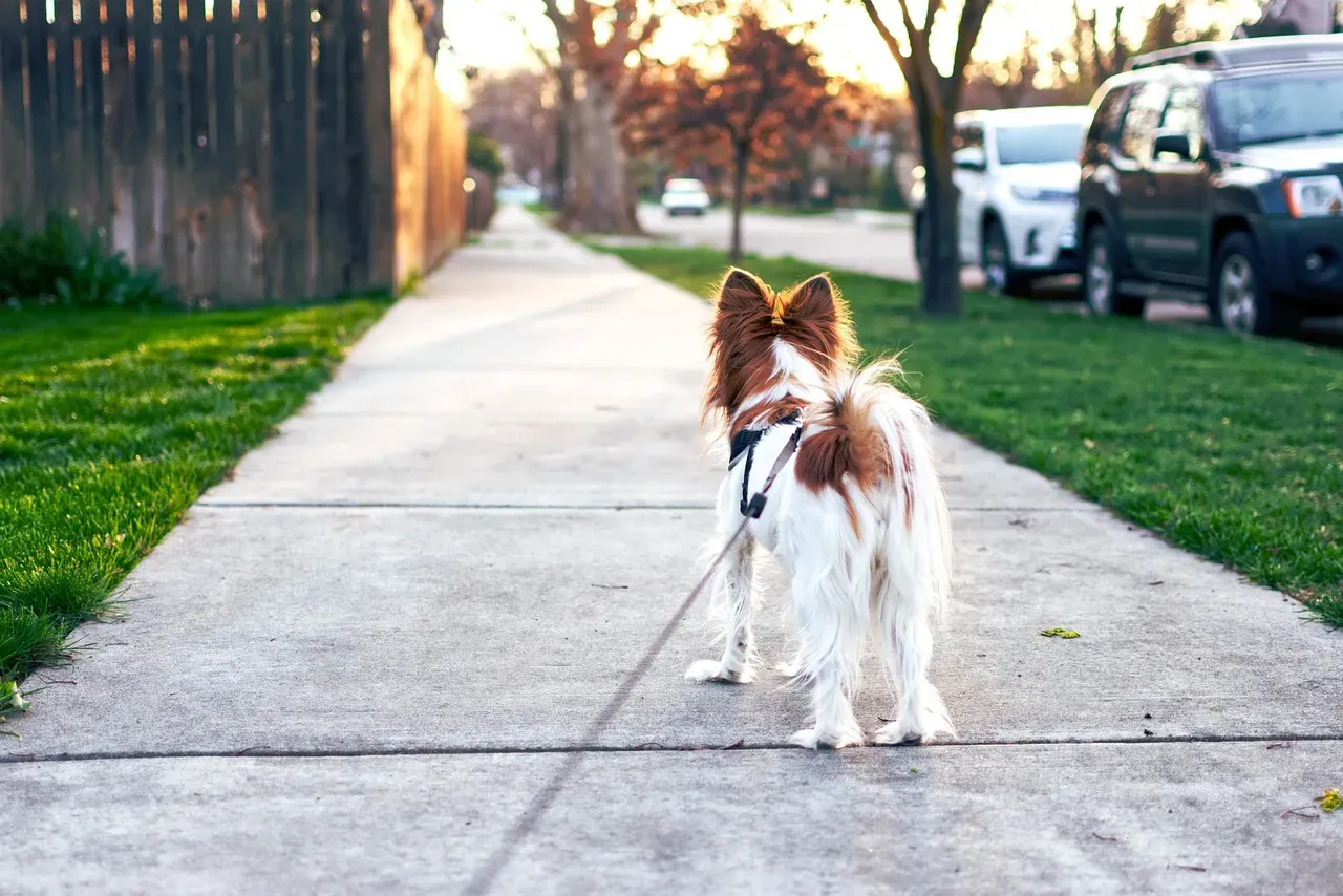 #9 - The Neighborhood's Roll Call Before You've Heard a Thing (Image Credits: Pixabay)