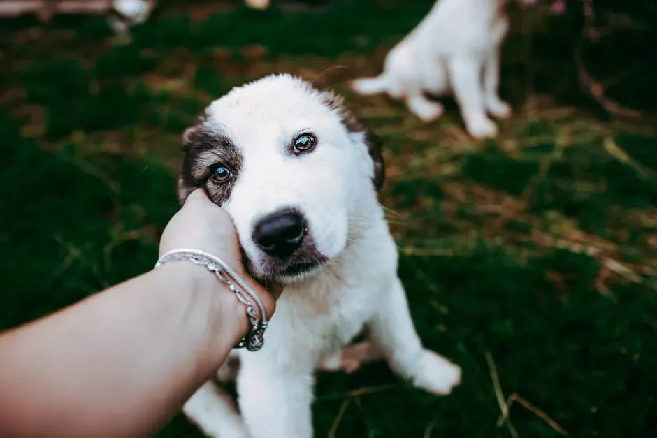 Reading the Signs: How Your Dog Tells You They're Bonded to You (Image Credits: Pexels)