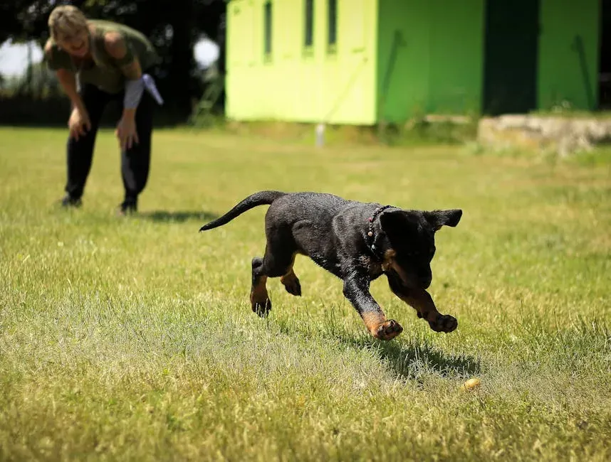 Bonding, Training, and Keeping Your Guardian Dog Healthy (Image Credits: Pexels)