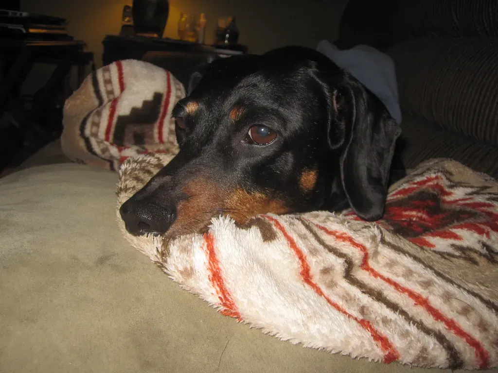 1. Thunderstorms: Nature's Most Overwhelming Symphony (Image Credits: Flickr)