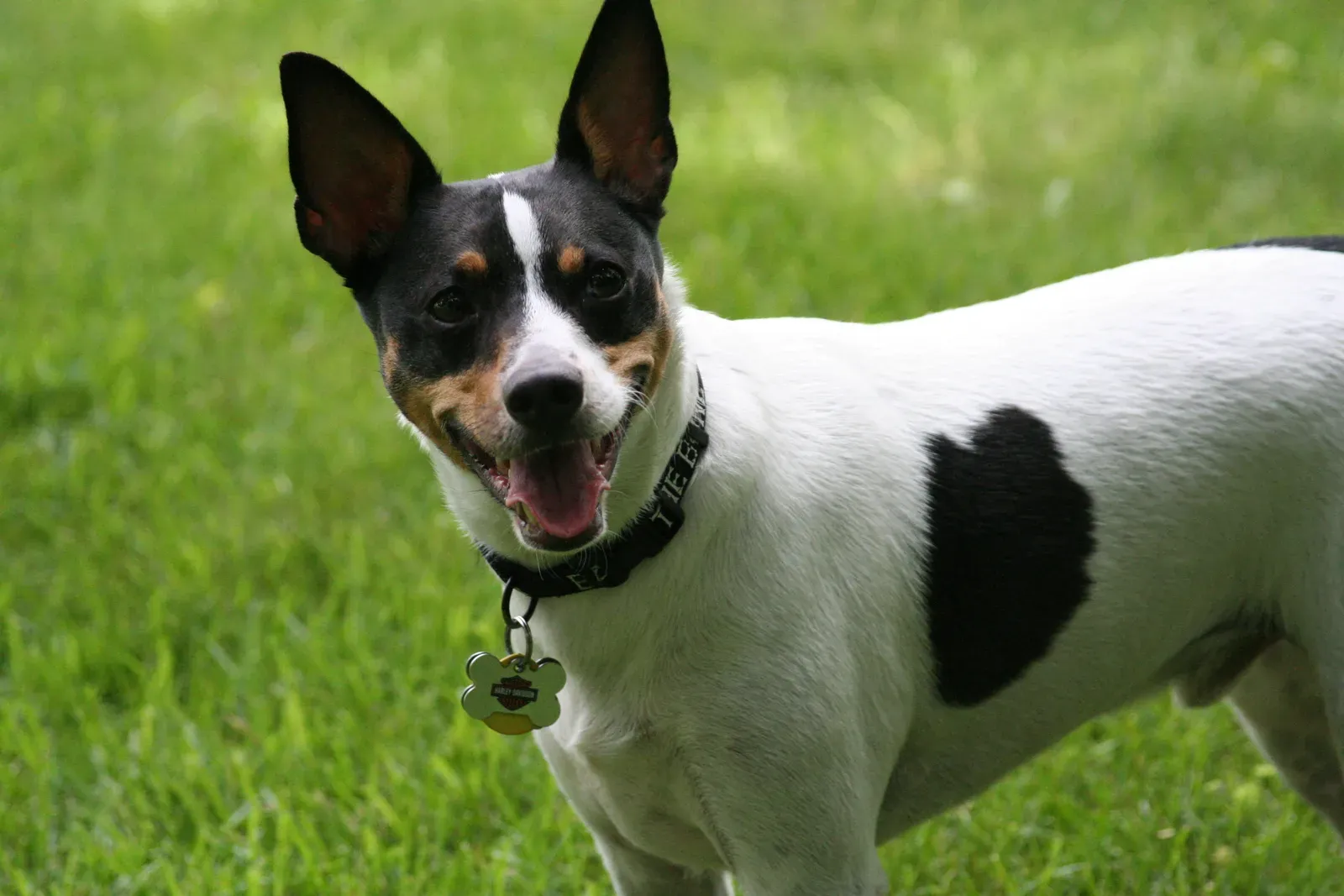 Rat Terrier (Transferred from en.wikipedia to Commons by Ranveig using CommonsHelper., Public domain)