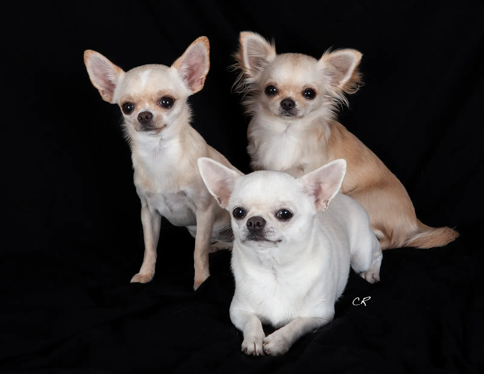 17. Chihuahua – Small Body, Big Desert Attitude (By Caterinarufo, Public domain)