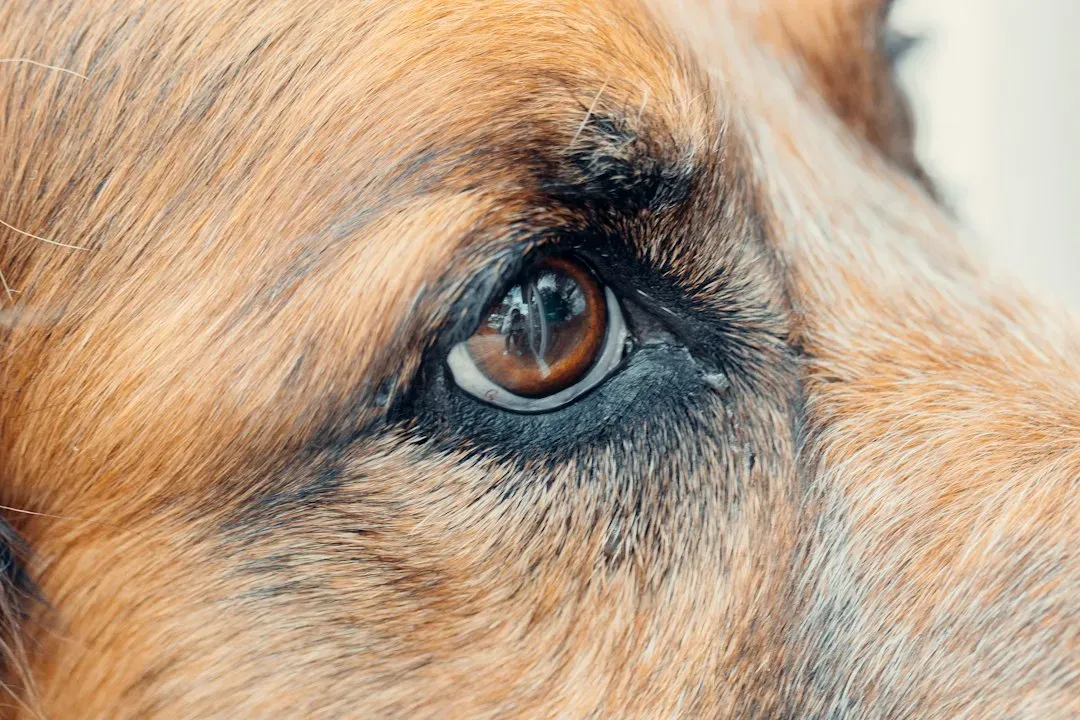 #5 - New Bumps on the Eyelid Aren't Automatically "Age Spots" (Image Credits: Unsplash)