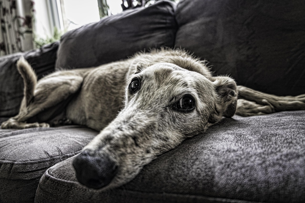 Greyhound: The Retired Athlete (Image Credits: Pixabay)