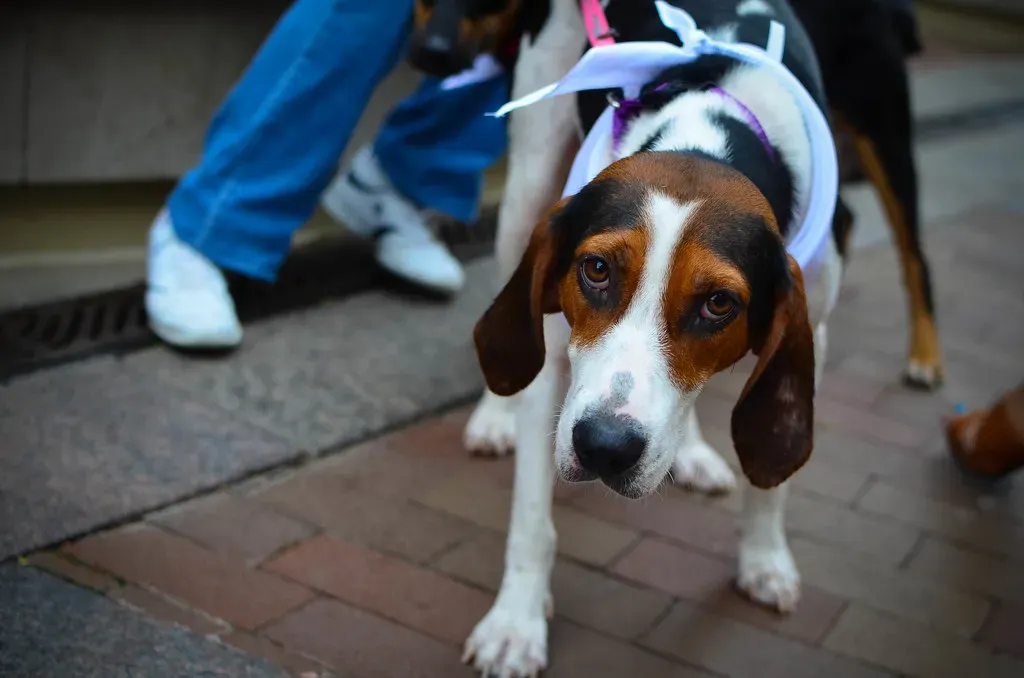 The Adoption Numbers Are Almost Unbelievably Good (angela n., Flickr, CC BY 2.0)