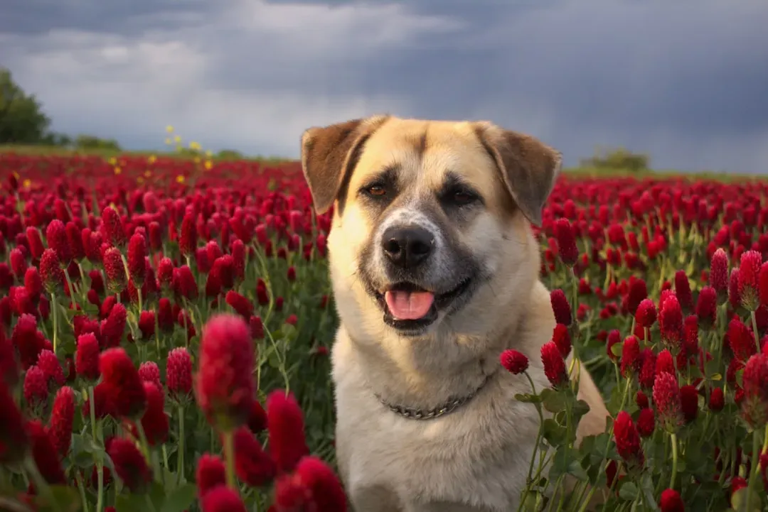 Dieffenbachia: The Plant With A Brutal Nickname (Image Credits: Unsplash)