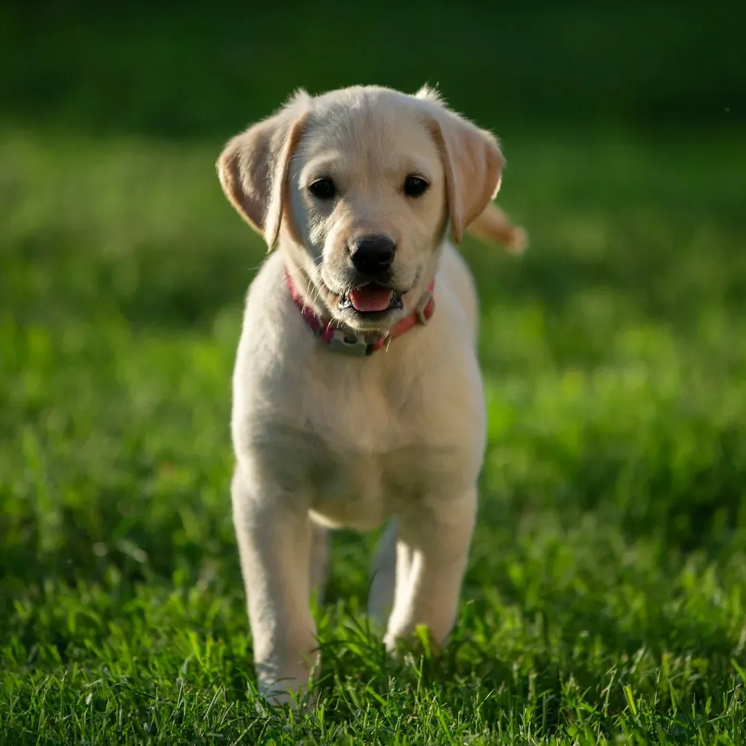 Labrador Retriever: The Classic Goofy “Forever Kid” (Image Credits: Unsplash)
