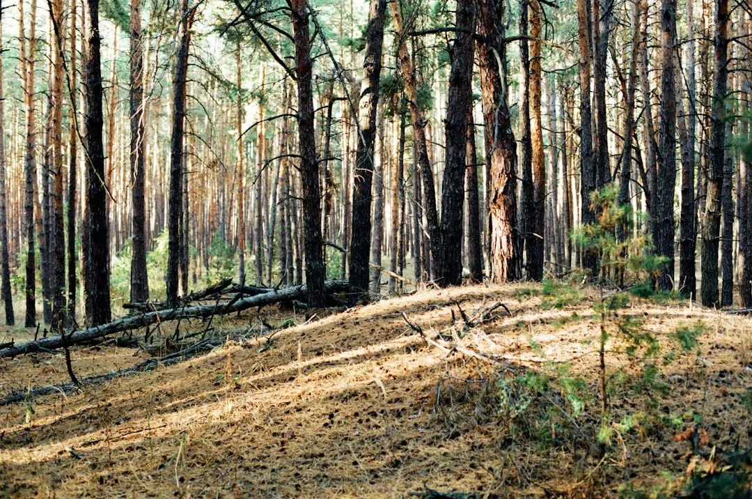 6. They Restored Habitat for Songbirds and Small Wildlife (Image Credits: Unsplash)