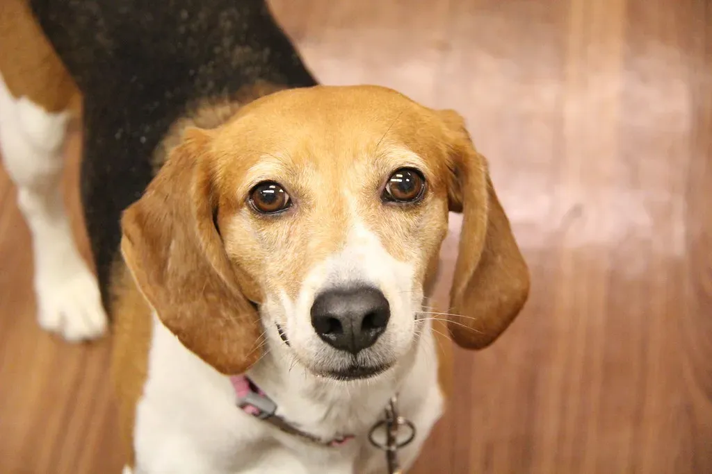 6. Your Brain Gets a Workout Too (Image Credits: Flickr)