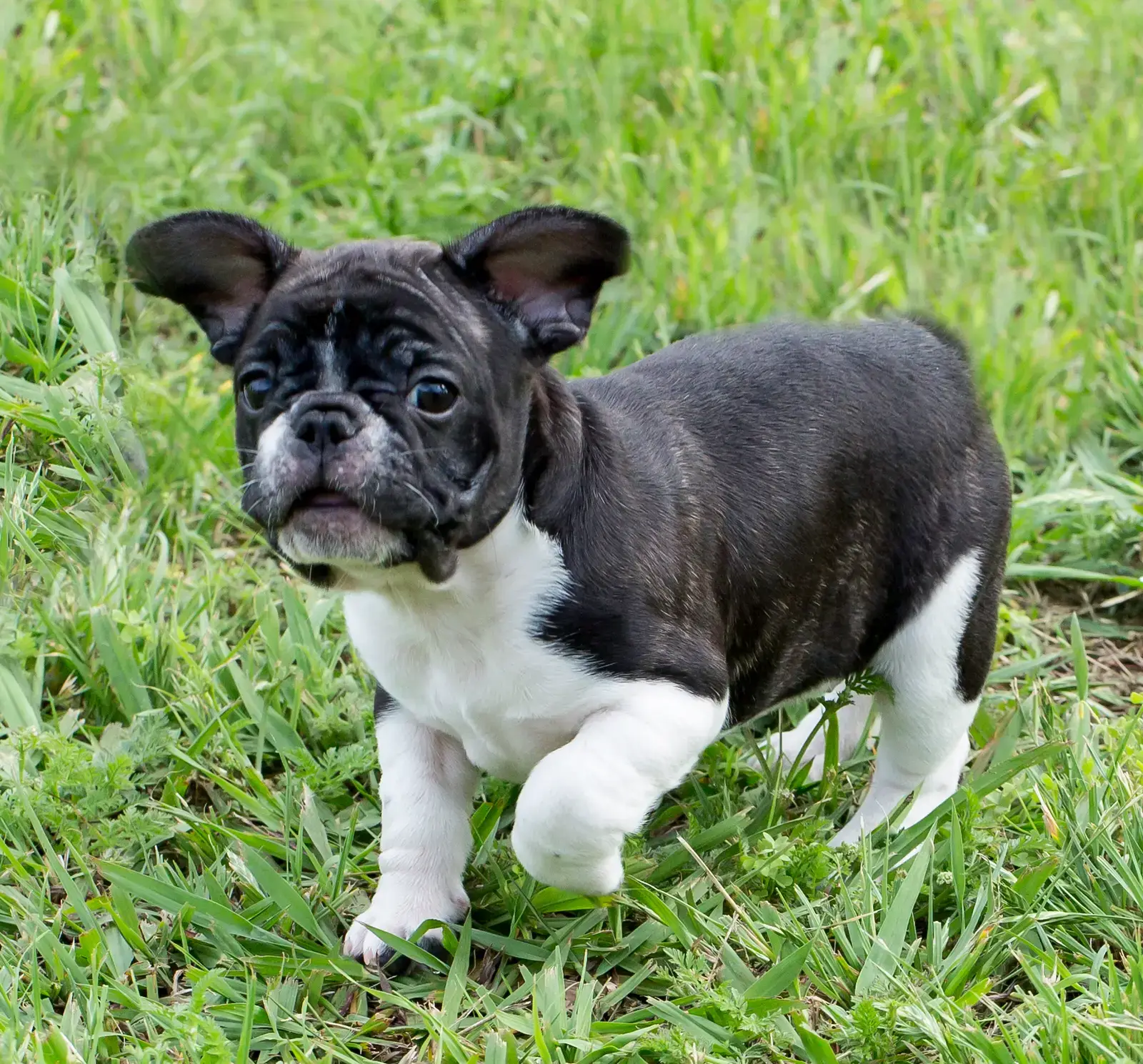 French Bulldog (Image Credits: Wikimedia)