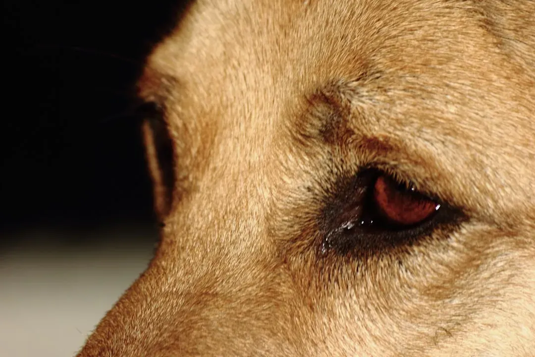 #11 - Sticky Eye Gunk and Overgrown Face Fur (Image Credits: Unsplash)