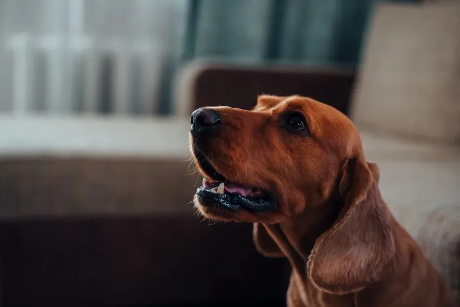 #3 - A Previous Pet's Territorial Marking (Image Credits: Pexels)