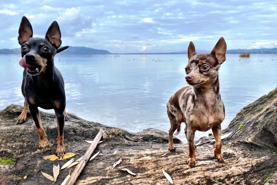 Personality Snapshot: Bold Chihuahua vs. Determined Dachshund (Image Credits: Unsplash)