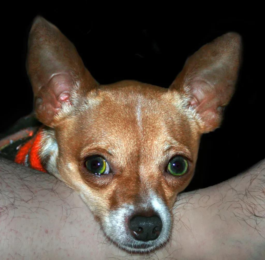Chihuahua: The Tiny Freezer (Image Credits: Flickr)