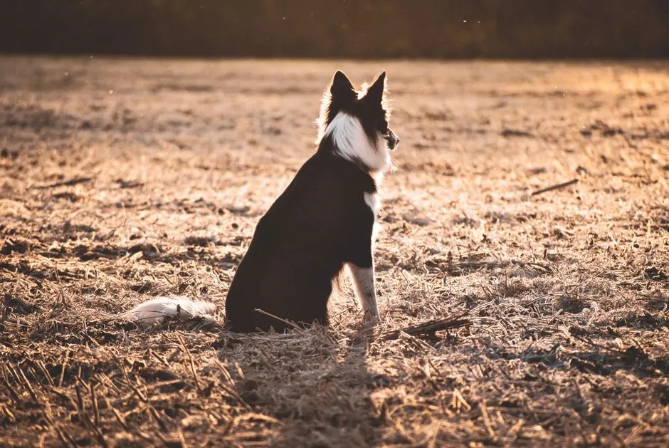 11. Increased Risk of Depression (Image Credits: Pexels)