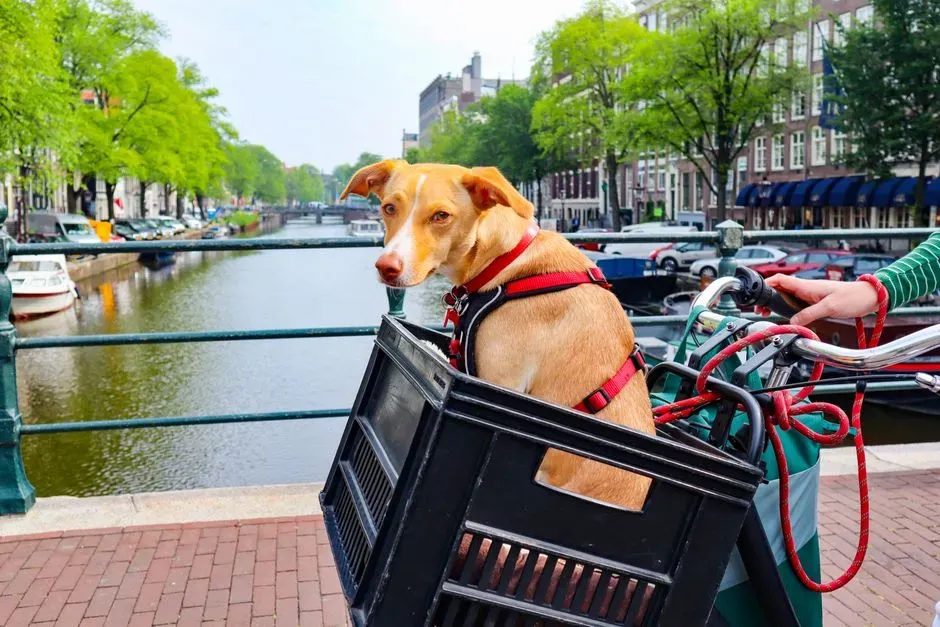 Sagittarius: The Adventurous Spirit Torn Between Freedom and Bringing the Dog Along (Image Credits: Pexels)