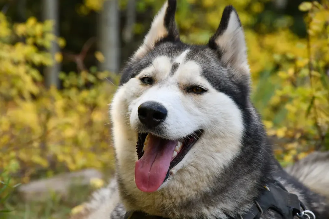 #9 Sagittarius (November 22 – December 21): The Siberian Husky (Image Credits: Unsplash)