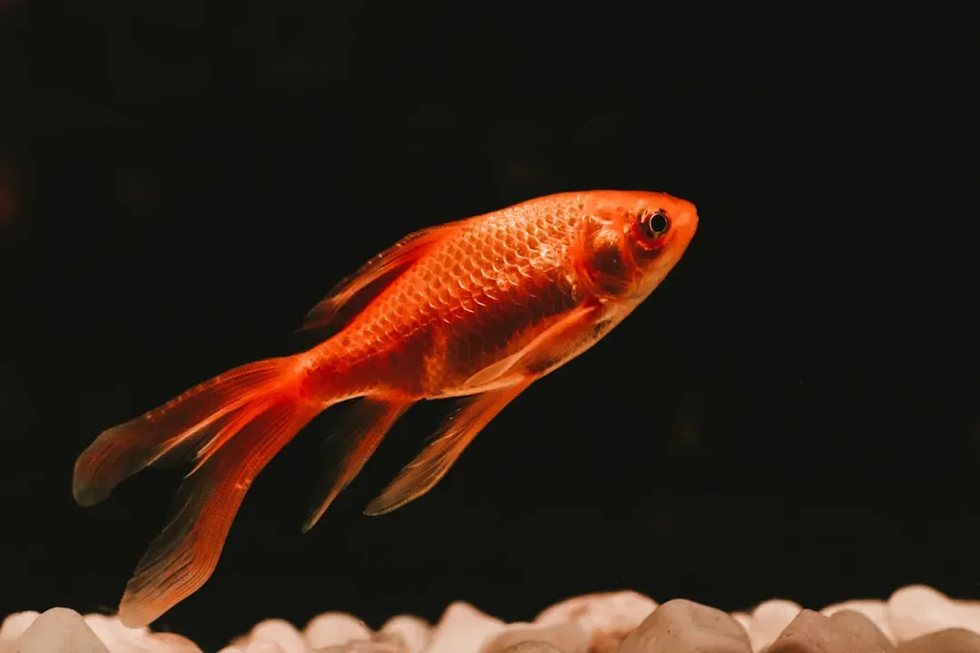 #4. Goldfish and Freshwater Fish (Image Credits: Unsplash)